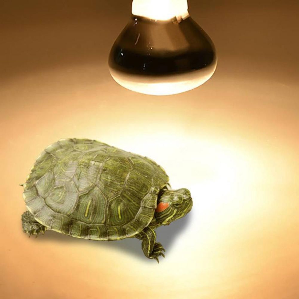 Controlador de temperatura de  - Basking Bulb Halogen avaliação e preço